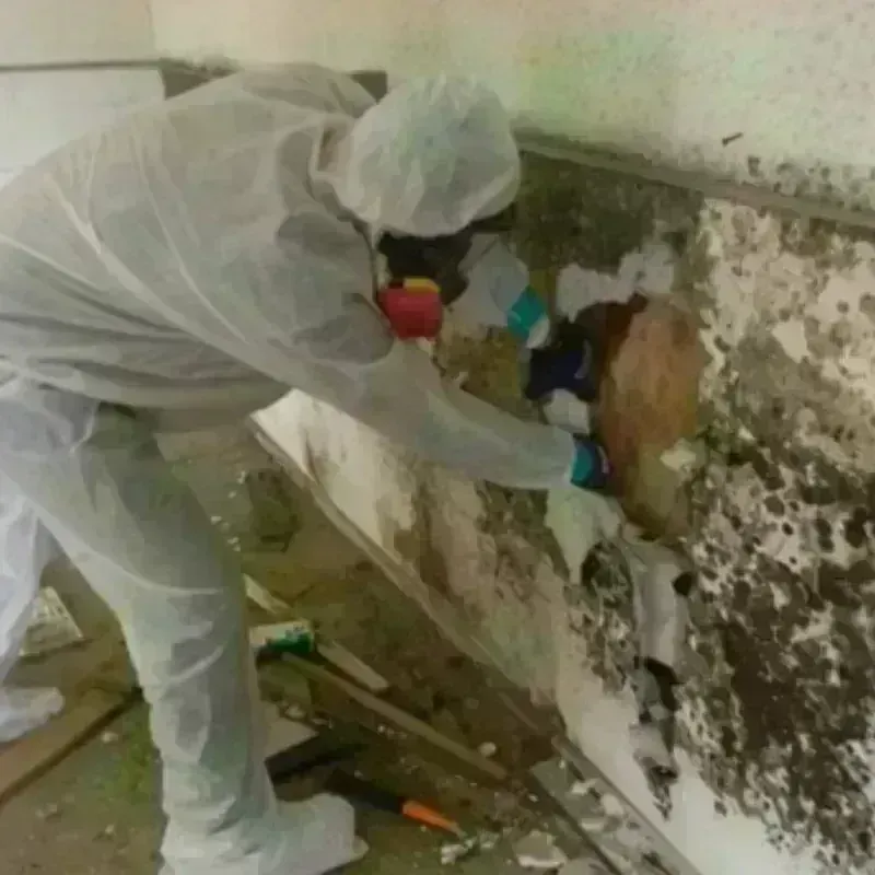 Mold Remediation and Removal in Middleborough, MA